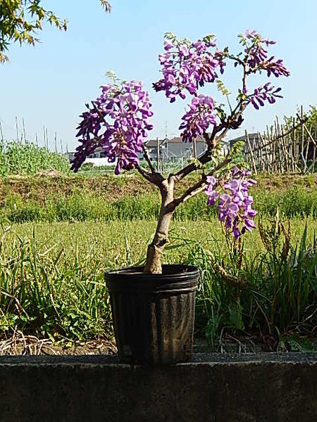 楽天市場】2026年4月から5月頃開花おすすめの【ダルマ藤苗】庭木：【藤