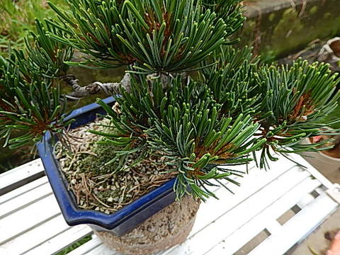 楽天市場】ギフト【盆栽】五葉松盆栽 小品盆栽 2 : 園芸百貨店何でも