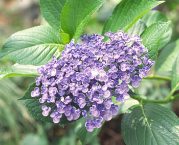 楽天市場】紫陽花ウズアジサイ2025年【あじさい】小苗 : 園芸百貨店