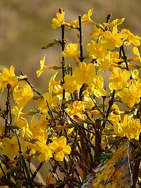 楽天市場】黄梅【ミニ盆栽】 黄梅 オウバイ2026年2月開花の黄梅 : 園芸