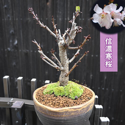 楽天市場】信濃寒桜 盆栽 桜盆栽 さくら盆栽 シナノカンザクラ : 園芸
