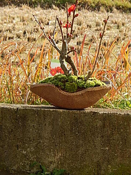 楽天市場】ボケ盆栽黒潮木瓜 : 園芸百貨店何でも揃うこぼんさい