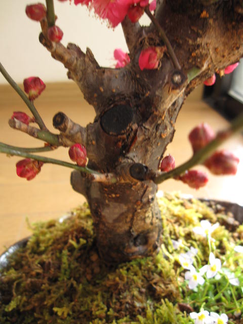 楽天市場】送料無料紅梅盆栽 梅と 香りの贈り物 寒紅梅盆栽 開花は二月