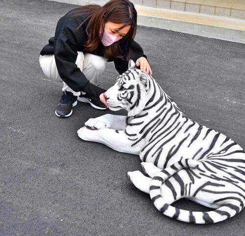楽天市場】ホワイトタイガー 虎 トラトラの置物 置物 リアルな置物