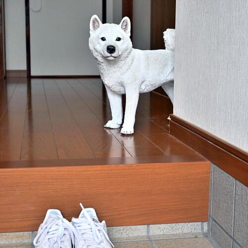 楽天市場】吠えないし白の柴犬 犬 こゆき置物 かわいい置物 犬の置物