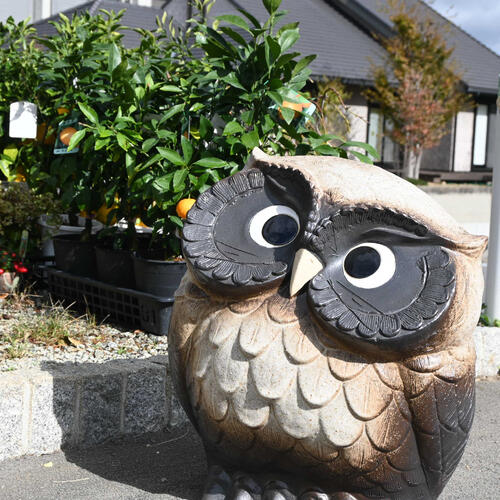 楽天市場】大きい幸せフクロウ特大信楽焼き 置物 首かしげふくろう粉引