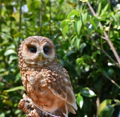 楽天市場】ふくろう ミニフクロウ置物 ちょっとリアルふくろうの置物