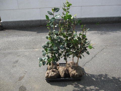 楽天市場】大苗紅乙女椿 自宅のお庭に紅乙女椿お勧めです 【庭木