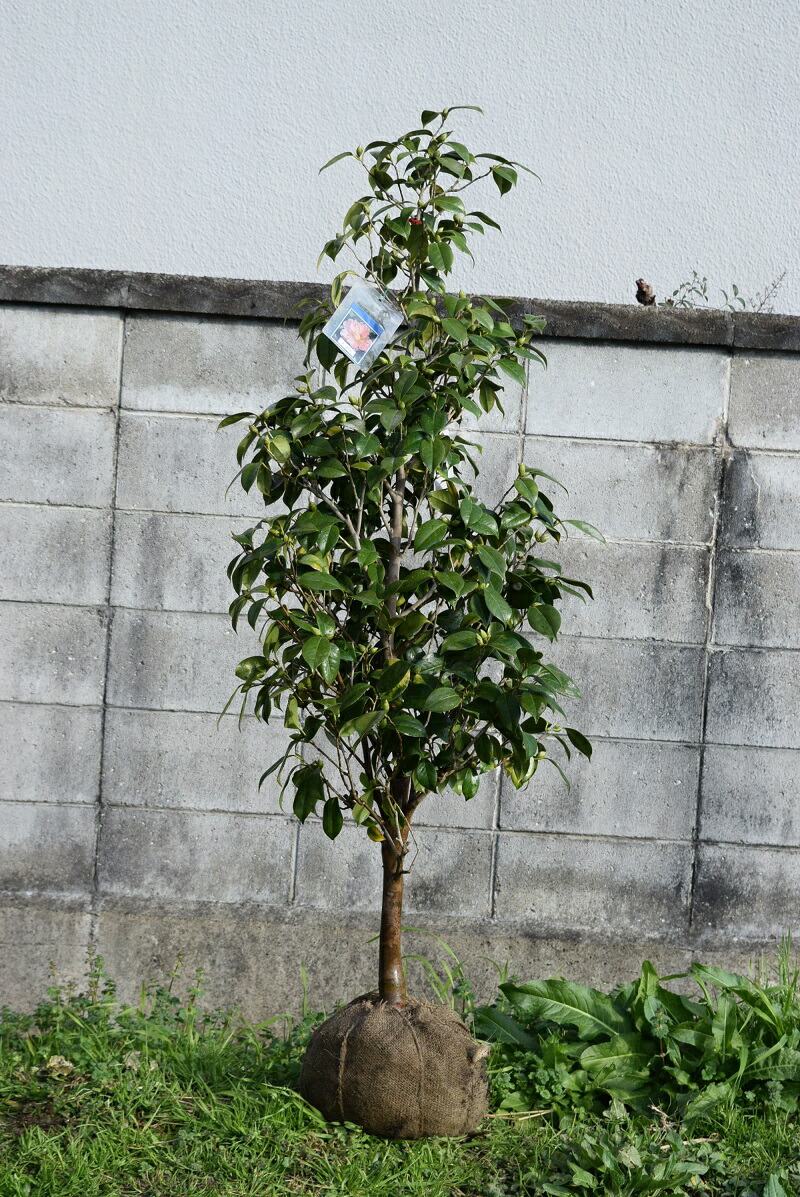 楽天市場】椿庭木高さ150センチ前後大苗 【ツバキ】椿 椿苗春の台