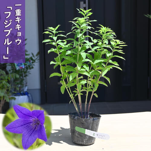 楽天市場】2026年NEW 一重キキョウ フジブルー ポット苗 山野草 桔梗