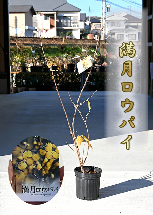 楽天市場】2026年2月開花花芽付ろうばい満月狼狽苗木冬にいい香りが