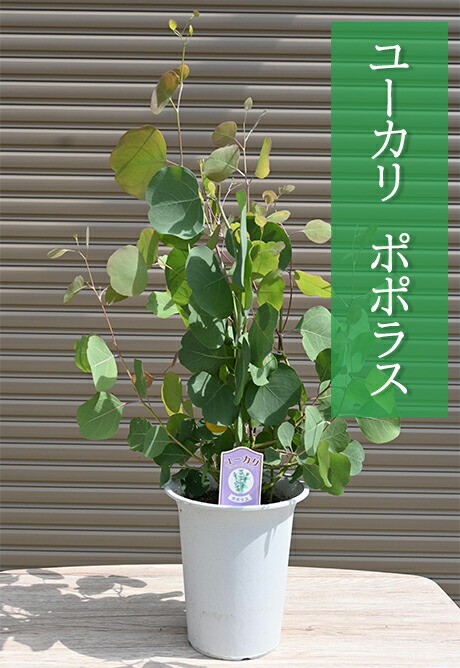 楽天市場】2022年6月撮影しておりますユーカリポポラス 苗ユーカリポポ
