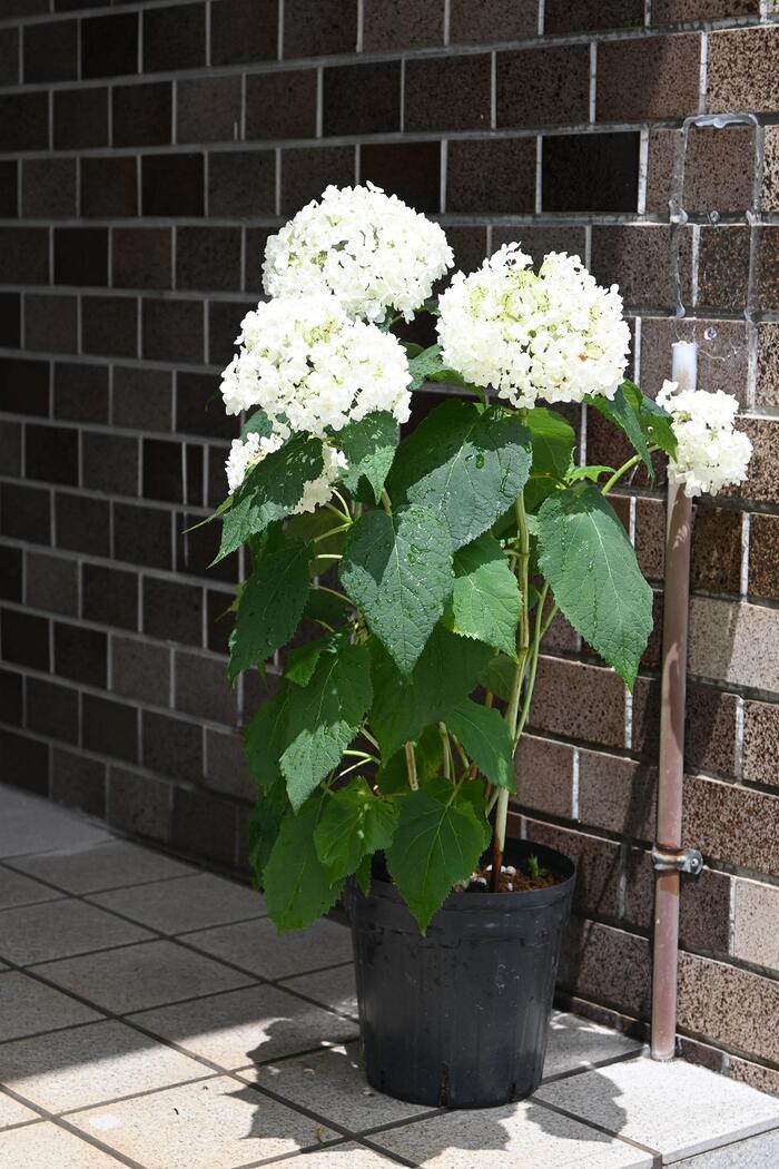 楽天市場】2026年6月下旬に開花アナベルアジサイアナベル苗を