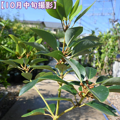 楽天市場】ロドレイヤ 鉢植え 竹下性 シャクナゲモドキ テラコッタ鉢