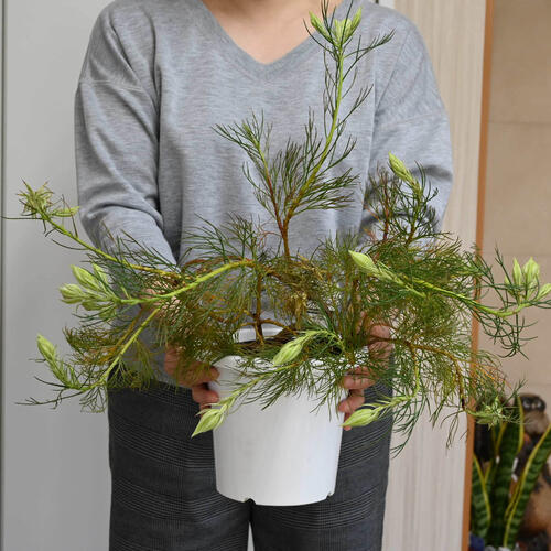 楽天市場】2026年1月下旬から2月の発送。2026年1月開花中セルリア苗