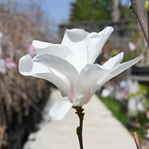 楽天市場】2026年3月頃開花 鉢植え 白木蓮スノーホワイトモクレン