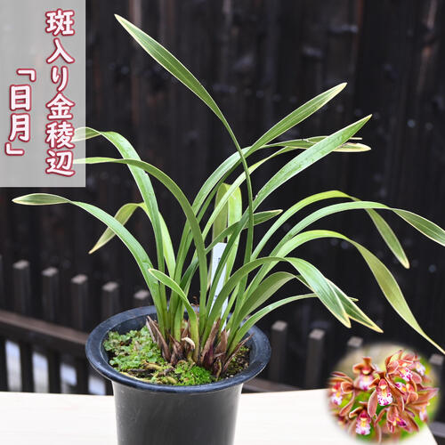楽天市場】2025年キンリョウヘン 日月 金稜辺 斑入り プラ鉢入り