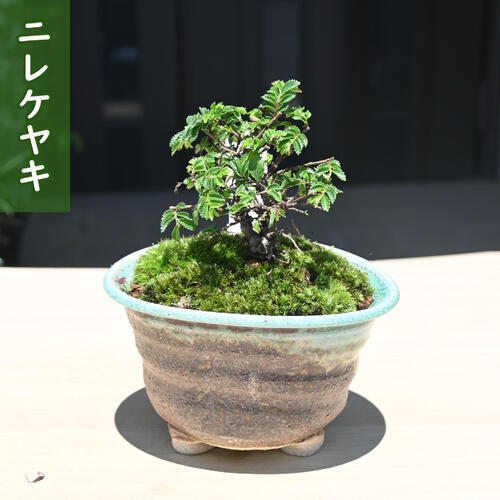 楽天市場】2024年NEW ニレケヤキ 盆栽 楡欅 アキニレ : 園芸百貨店