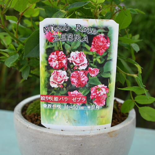 楽天市場】2025年5月開花 ミニバラ ゼブラ 鉢花 姫バラ 薔薇 絞り咲き