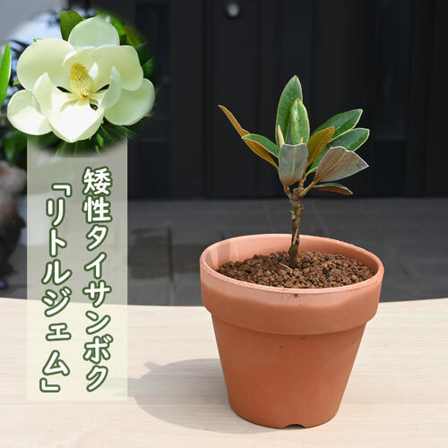 楽天市場】リトルジェム 鉢植え 矮性 タイサンボク泰山木素焼き鉢入り