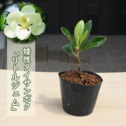 楽天市場】リトルジェム 苗 矮性 タイサンボク泰山木ポット苗 : 園芸
