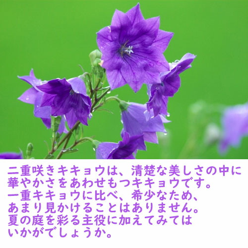 楽天市場】2024年NEW 二重咲キキョウ 陶器鉢入り 山野草 桔梗 八重咲き