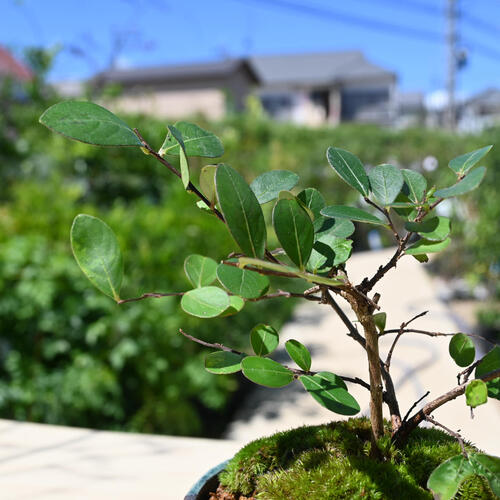 楽天市場】2024年9月開花 サルスベリ 白花 鉢花 盆栽仕立て 百日紅