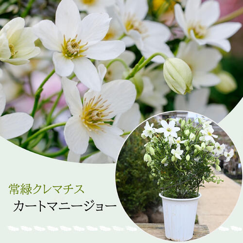 楽天市場】新入荷NEW2025年4月頃開花予定蕾がたくさんあります