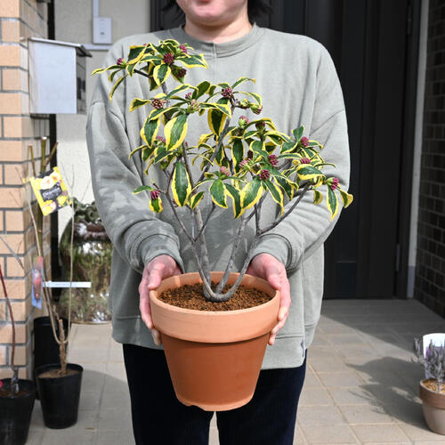 楽天市場】2026年3月～4月に開花 前島沈丁花鉢植え 香りを楽しむ香りと