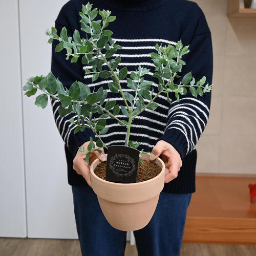 楽天市場】【5月下旬頃再入荷】5月下旬から6月上旬のお届け鉢花 パール