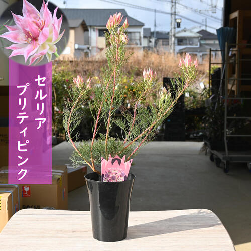 楽天市場】プレゼントに 2026年1月～2月開花セルリア プリティピンク