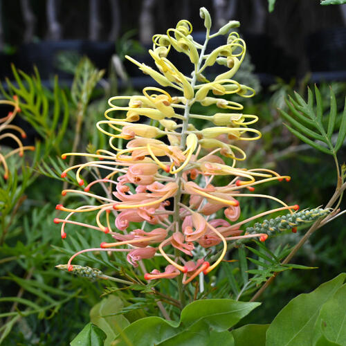 楽天市場】グレビレア ピーチアンドクリーム 苗木 樹高鉢底から約60