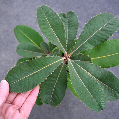 楽天市場】2024年NEW バンクシア 苗木 ルブル スワンプ 6号 プラ鉢入り