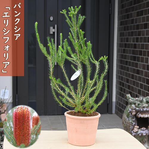 楽天市場】2024年NEW バンクシア エリシフォリア 鉢植え テラコッタ鉢