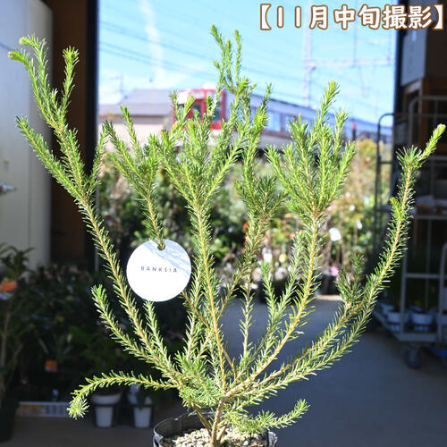 楽天市場】NEW バンクシア エリシフォリア 苗木 5号 プラ鉢入り