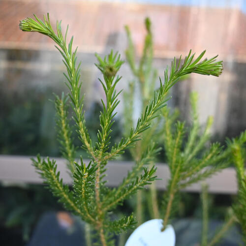 楽天市場】NEW バンクシア エリシフォリア 苗木 5号 プラ鉢入り