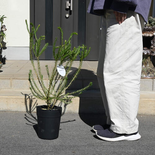 楽天市場】NEW バンクシア エリシフォリア 苗木 5号 プラ鉢入り