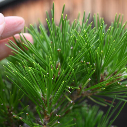 楽天市場】岩石松盆栽 本格 岩石性 黒松 盆栽 : 園芸百貨店何でも揃う