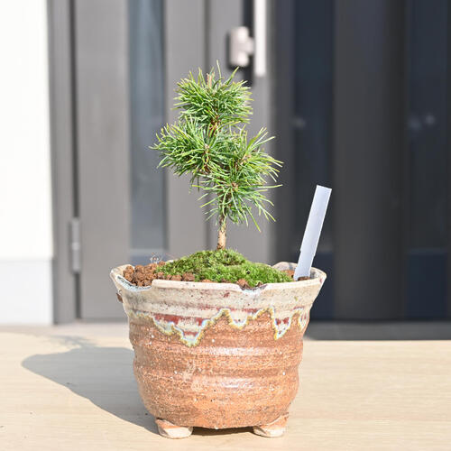 楽天市場】五葉松マツ まつ 吾妻 五葉松 ミニ盆栽縁起のよい木 : 園芸