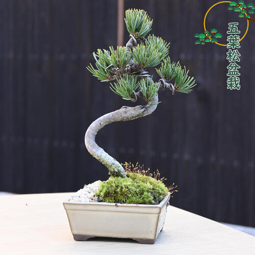 楽天市場】2024年11月撮影五葉松盆栽 本格 盆栽マツ まつ 吾妻 五葉松