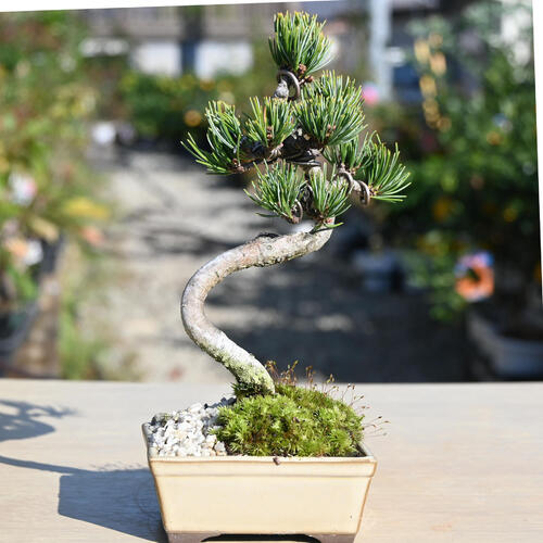 楽天市場】2024年11月撮影五葉松盆栽 本格 盆栽マツ まつ 吾妻 五葉松