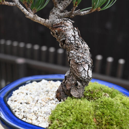 楽天市場】2024年11月撮影五葉松盆栽 本格 盆栽マツ まつ 吾妻 五葉松