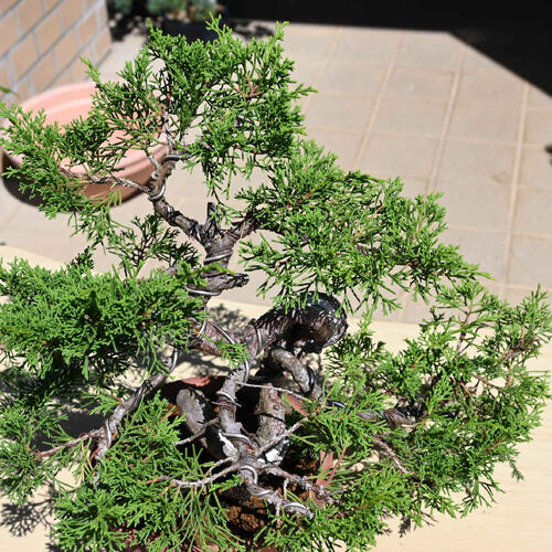 楽天市場】現品 2025年9月2日撮影 糸魚川真柏 盆栽 しんぱく : 園芸