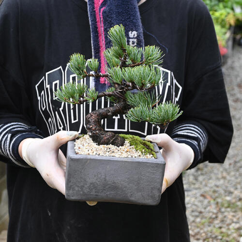 楽天市場】2026年NEW 五葉松盆栽 本格 五葉松 盆栽 縁起のよい木