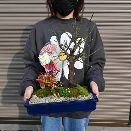 楽天市場】紅福寿寄せ植え盆栽ヨセウエ2026年お祝い事のお正月 新春