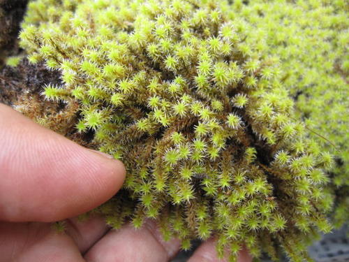 楽天市場】砂こけ1トレー 30×50センチトレー 【苔】 砂苔スナゴケ1