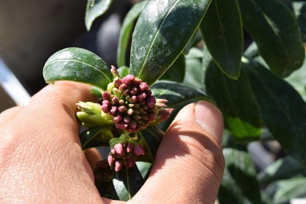 楽天市場】【2025年2月～3月 開花】6号サイズ 沈丁花紅花ジンチョウゲ