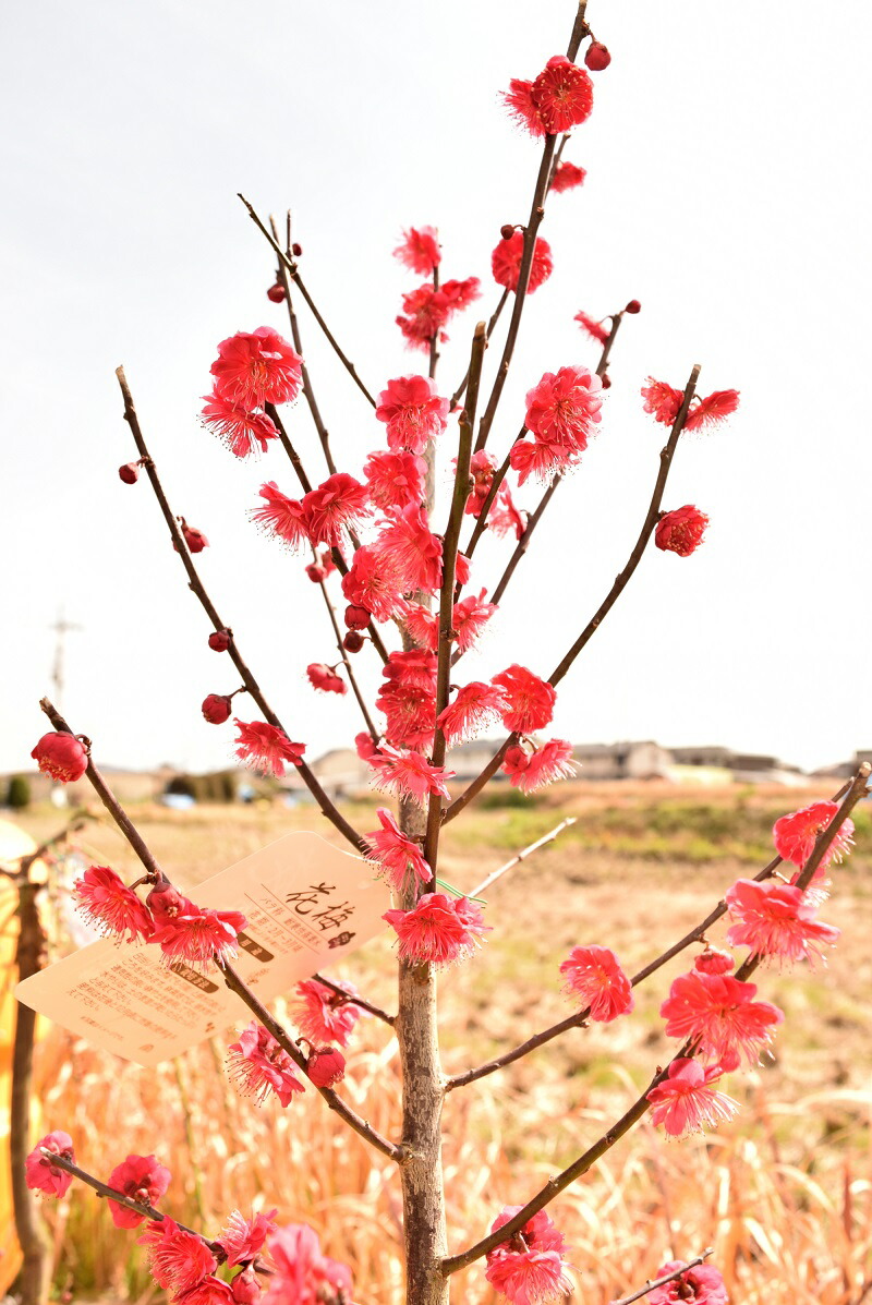 楽天市場】しっかりとした接ぎ木苗2026年2月から3月頃開花苗鹿児島