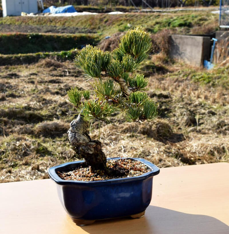 楽天市場】現品 五葉松盆栽 A4本格五葉松盆栽 2020年12月22日撮影