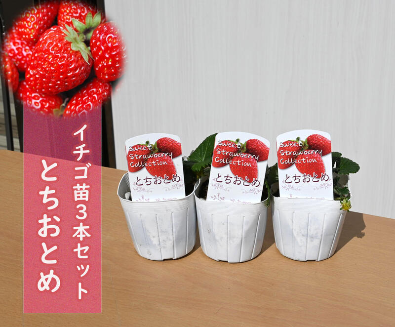 楽天市場】とちおとめ 苗の通販